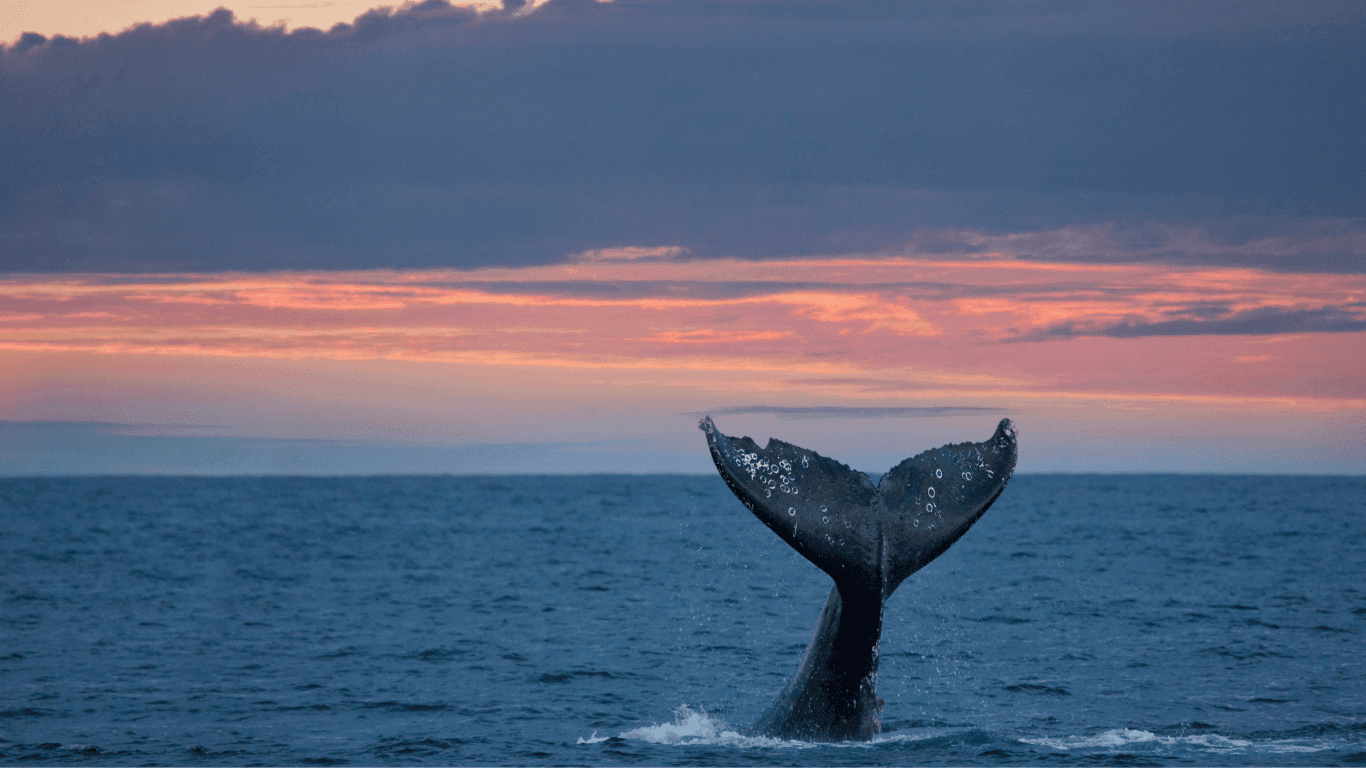 Avistamiento de Ballenas Jorobadas en el Pacífico Colombiano 1